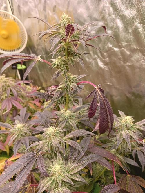 Run N1 Candy House. Week 21