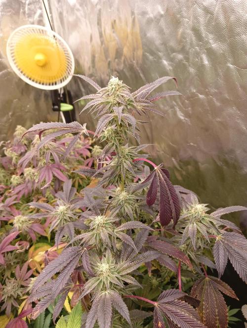 Run N1 Candy House. Week 21