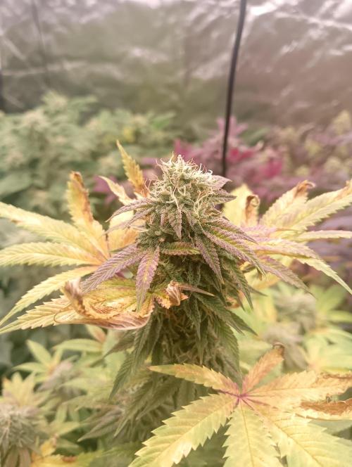 Run N1 Fruit Gum. Week 21