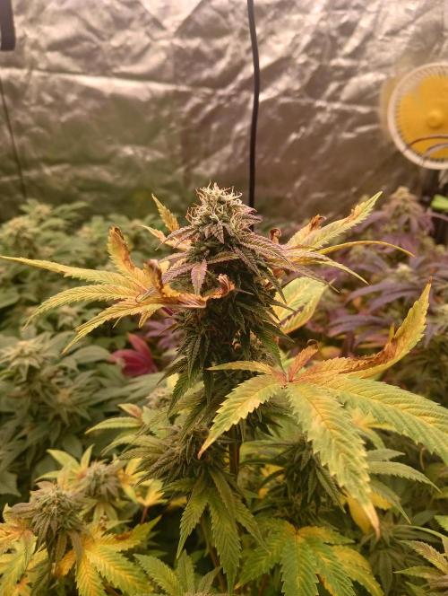 Run N1 Fruit Gum. Week 21