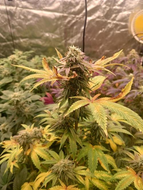 Run N1 Fruit Gum. Week 21