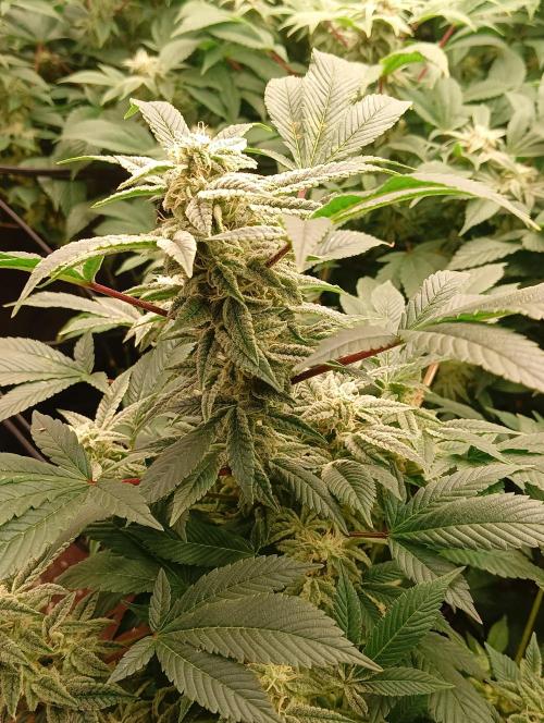 Run N2 Gorilla Glue #4 Fast Own Cut. Week 8