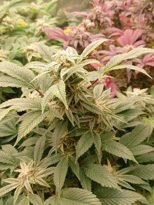 Run N2 Gorilla Glue #4 Fast Own Cut. Week 8