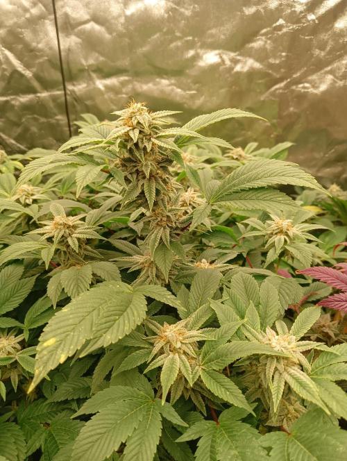 Run N2 Gorilla Glue #4 Fast Own Cut. Week 8