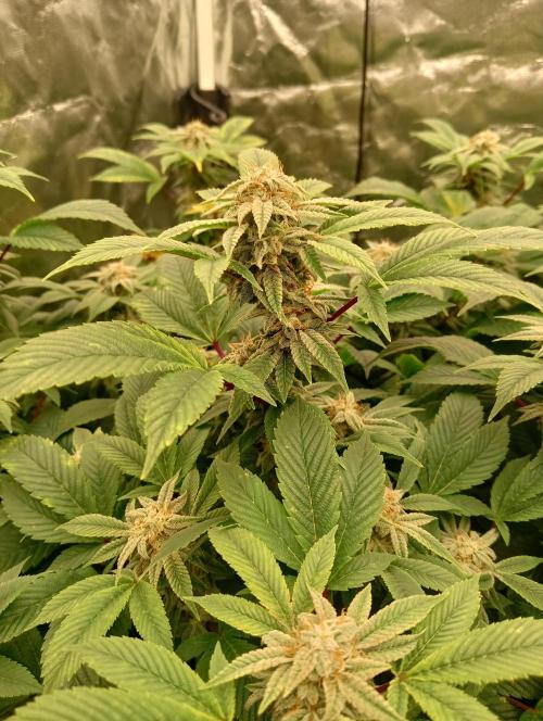 Run N2 Gorilla Glue #4 Fast Own Cut. Week 8