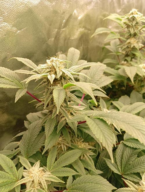 Run N2 Gorilla Glue #4 Fast Own Cut. Week 8