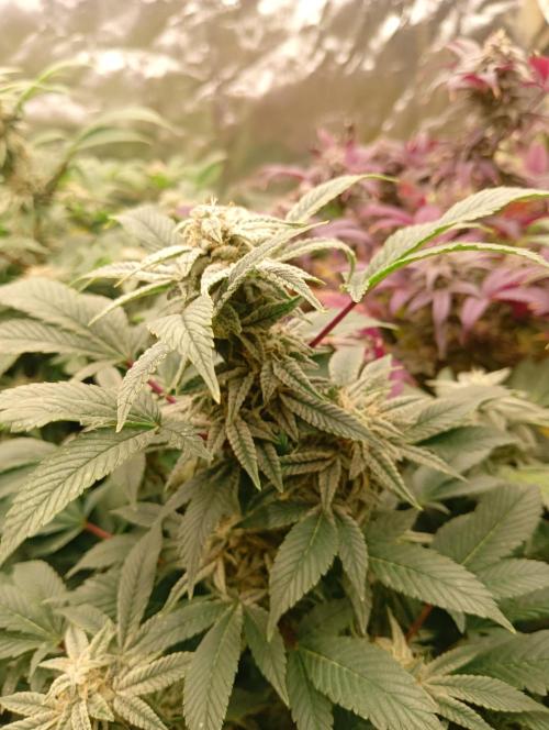 Run N2 Gorilla Glue #4 Fast Own Cut. Week 8