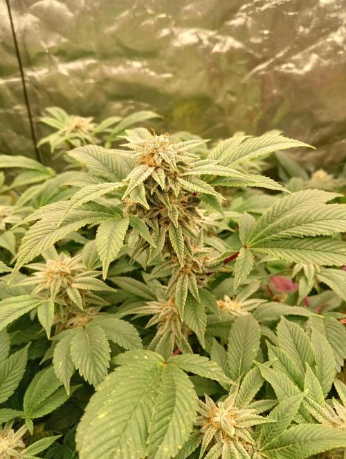 Run N2 Gorilla Glue #4 Fast Own Cut. Week 8