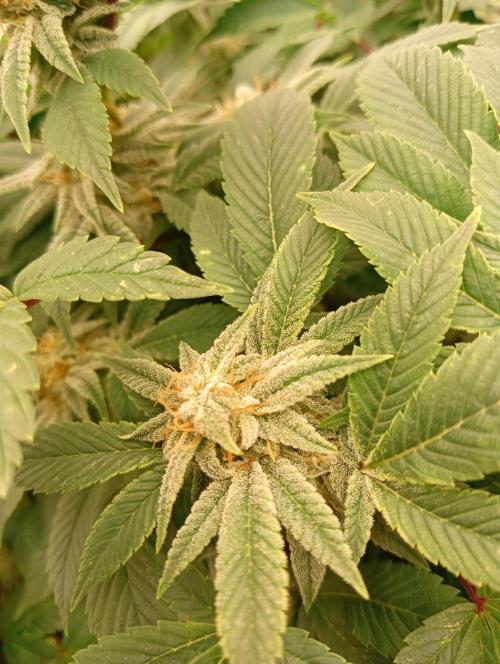 Run N2 Gorilla Glue #4 Fast Own Cut. Week 8