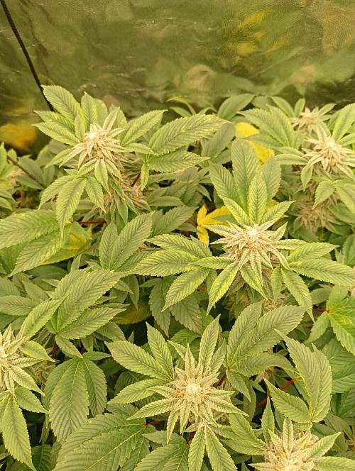 Run N2 Gorilla Glue #4 Fast Own Cut. Week 8
