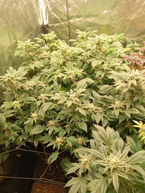 Run N2 Gorilla Glue #4 Fast Own Cut. Week 8