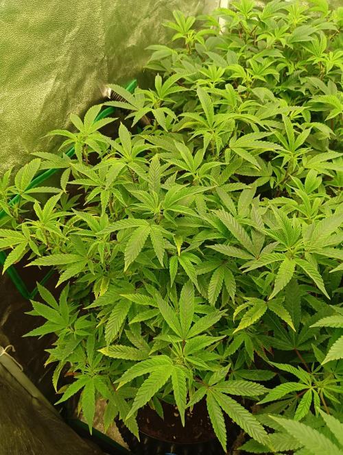 Run 4 Coffee Creamer x 50 Dragons. Week 1