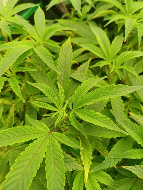 Run 4 Coffee Creamer x 50 Dragons. Week 1