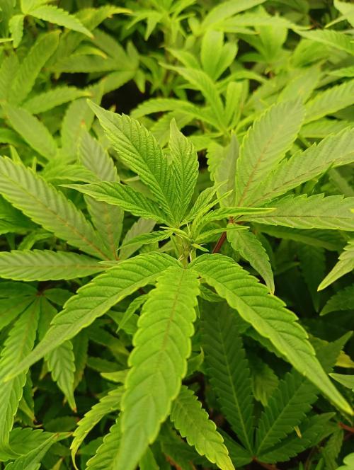 Run 4 Coffee Creamer x 50 Dragons. Week 1