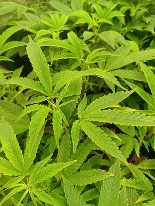 Run 4 Coffee Creamer x 50 Dragons. Week 1