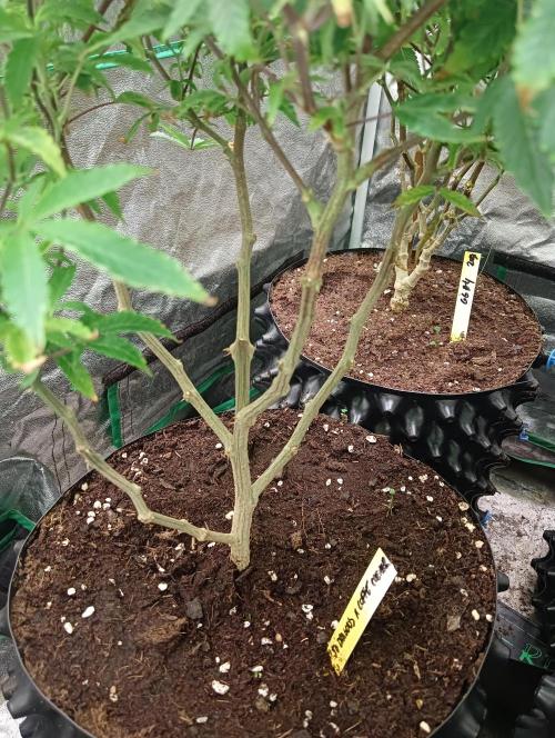 Run 4 Coffee Creamer x 50 Dragons. Week 1