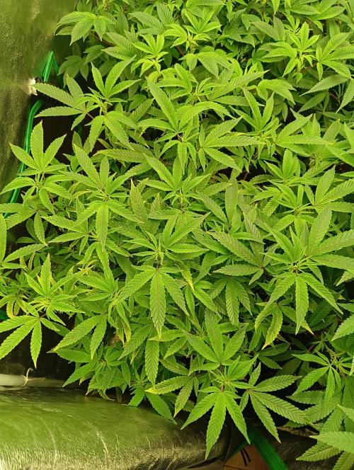 Run 4 Coffee Creamer x 50 Dragons. Week 1