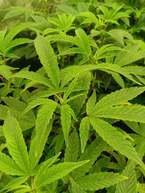 Run 4 Coffee Creamer x 50 Dragons. Week 1