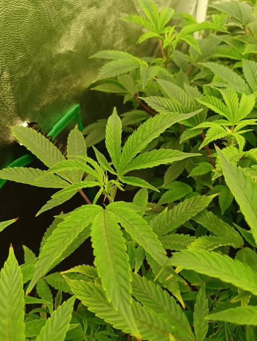 Run 4 Coffee Creamer x 50 Dragons. Week 1