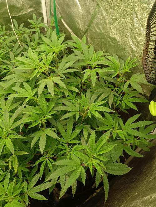 Run N 4 OreoZ. Week 1