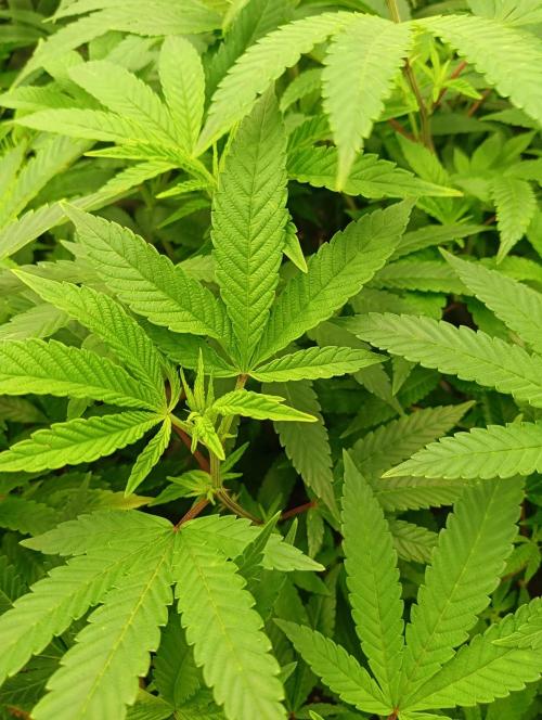 Run N 4 OreoZ. Week 1