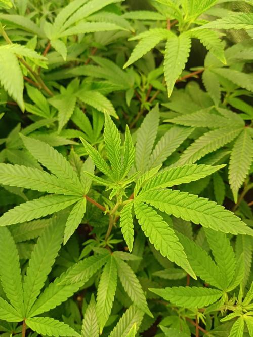 Run N 4 OreoZ. Week 1