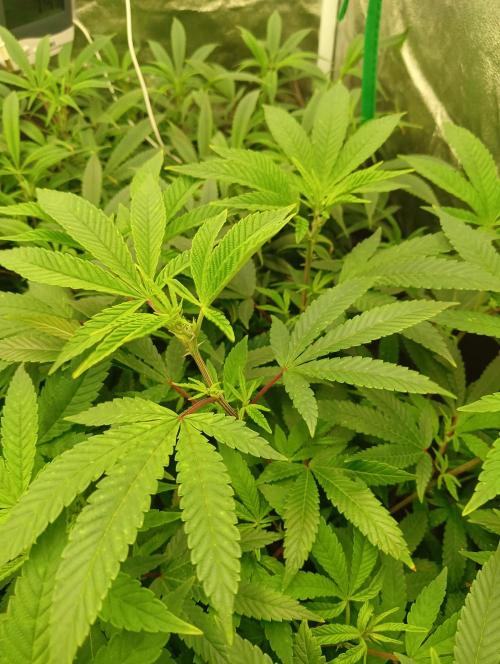 Run N 4 OreoZ. Week 1