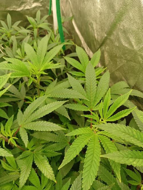 Run N 4 OreoZ. Week 1