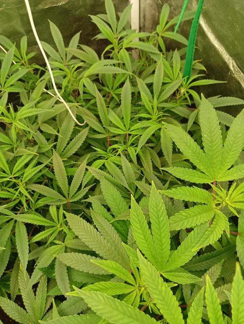 Run N 1 Zombie Kush. Week 1