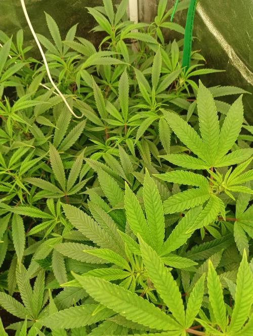 Run N 1 Zombie Kush. Week 1