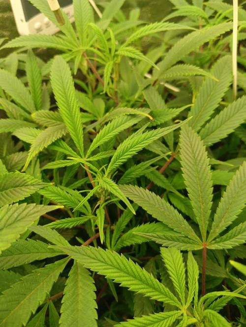 Run N 1 Zombie Kush. Week 1