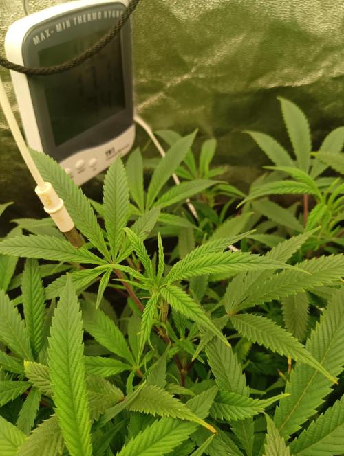 Run N 1 Zombie Kush. Week 1