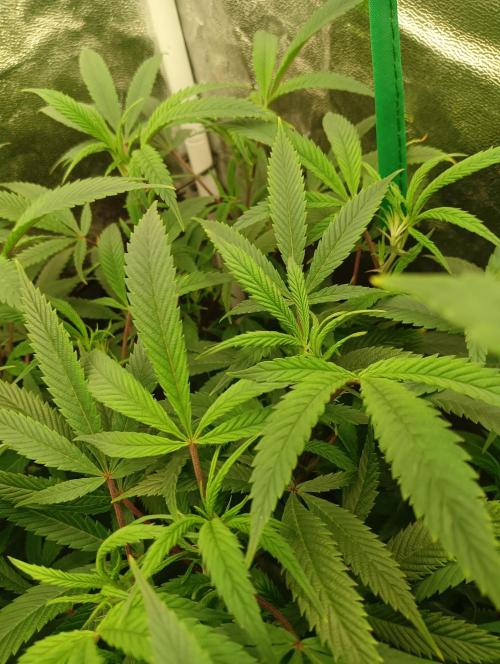 Run N 1 Zombie Kush. Week 1