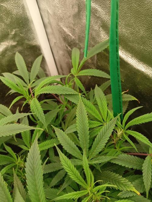 Run N 1 Zombie Kush. Week 1