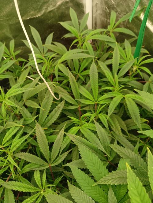 Run N 1 Zombie Kush. Week 1