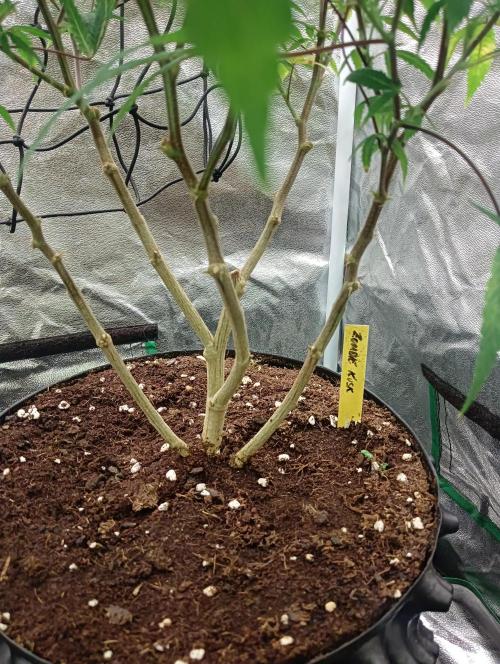 Run N 1 Zombie Kush. Week 1