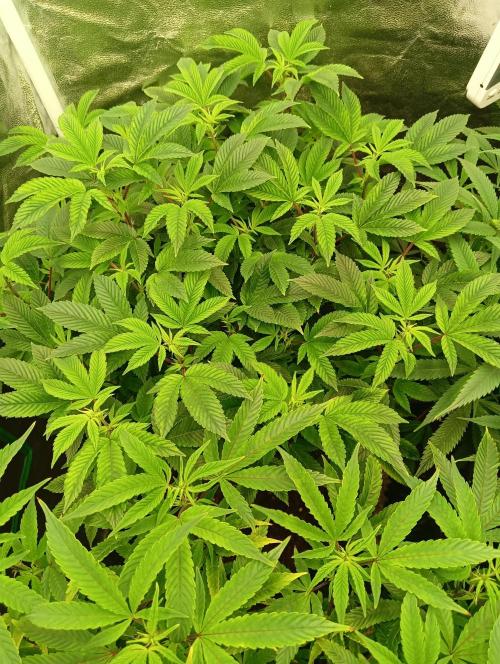 Run N 3 Gorilla Glue#4. Week 1