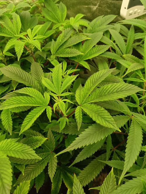 Run N 3 Gorilla Glue#4. Week 1