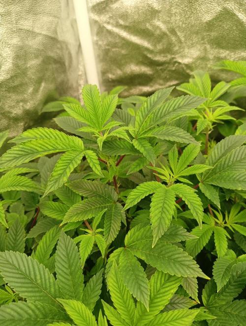 Run N 3 Gorilla Glue#4. Week 1