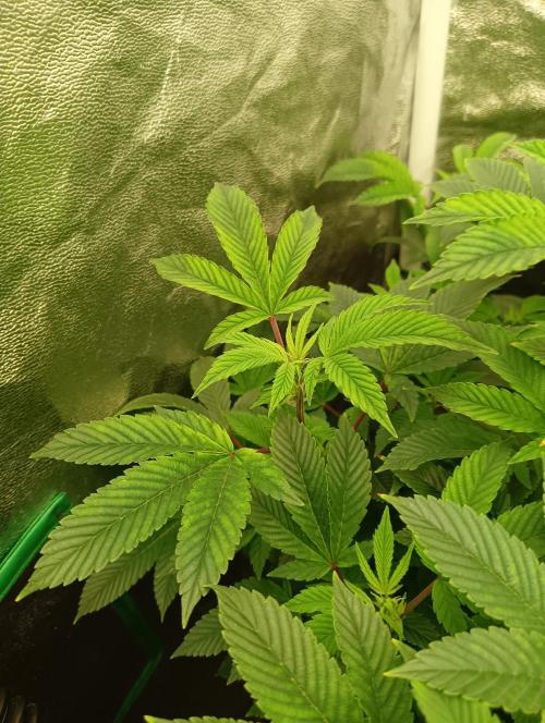 Run N 3 Gorilla Glue#4. Week 1