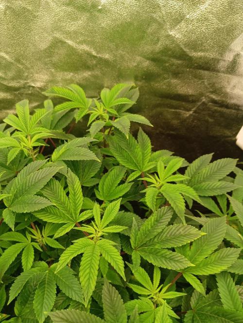 Run N 3 Gorilla Glue#4. Week 1