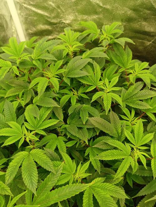 Run N 3 Gorilla Glue#4. Week 1