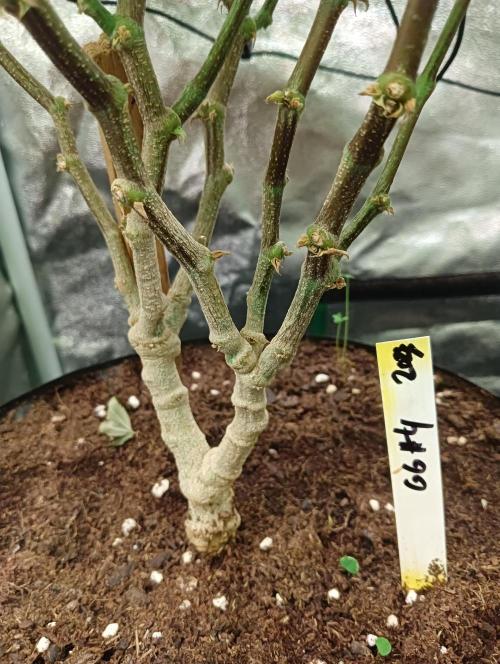 Run N 3 Gorilla Glue#4. Week 1