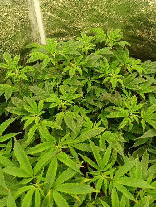 Run N 3 Gorilla Glue#4. Week 1