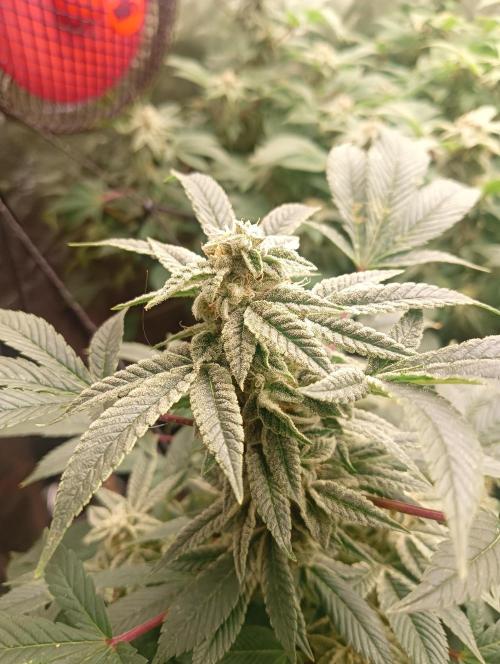 Run N2 Gorilla Glue #4 Fast Own Cut. Week 9