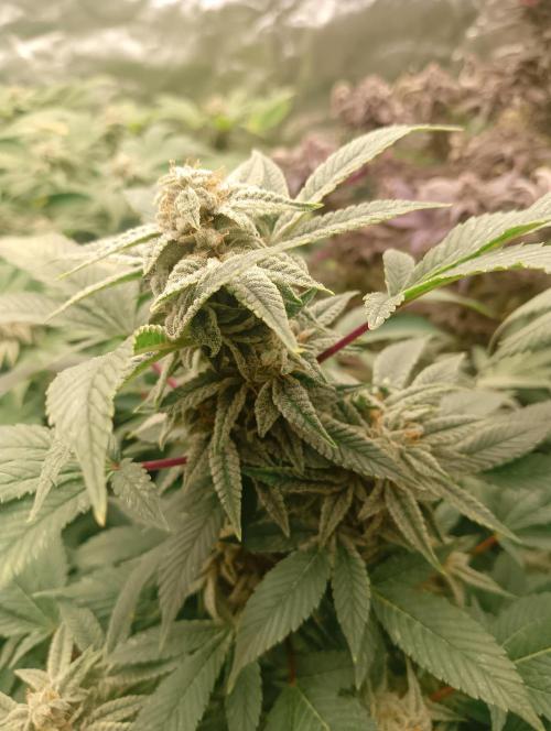 Run N2 Gorilla Glue #4 Fast Own Cut. Week 9