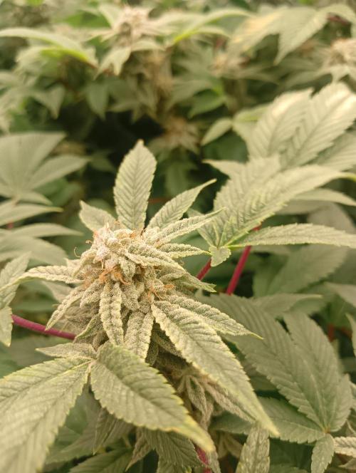 Run N2 Gorilla Glue #4 Fast Own Cut. Week 9