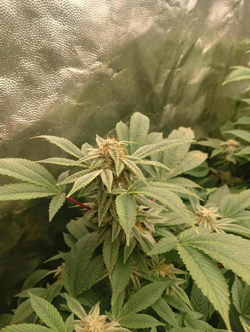 Run N2 Gorilla Glue #4 Fast Own Cut. Week 9