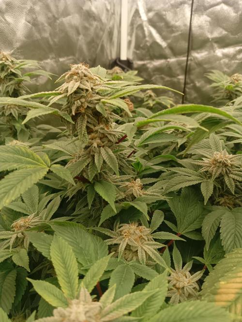 Run N2 Gorilla Glue #4 Fast Own Cut. Week 9