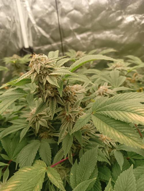 Run N2 Gorilla Glue #4 Fast Own Cut. Week 9